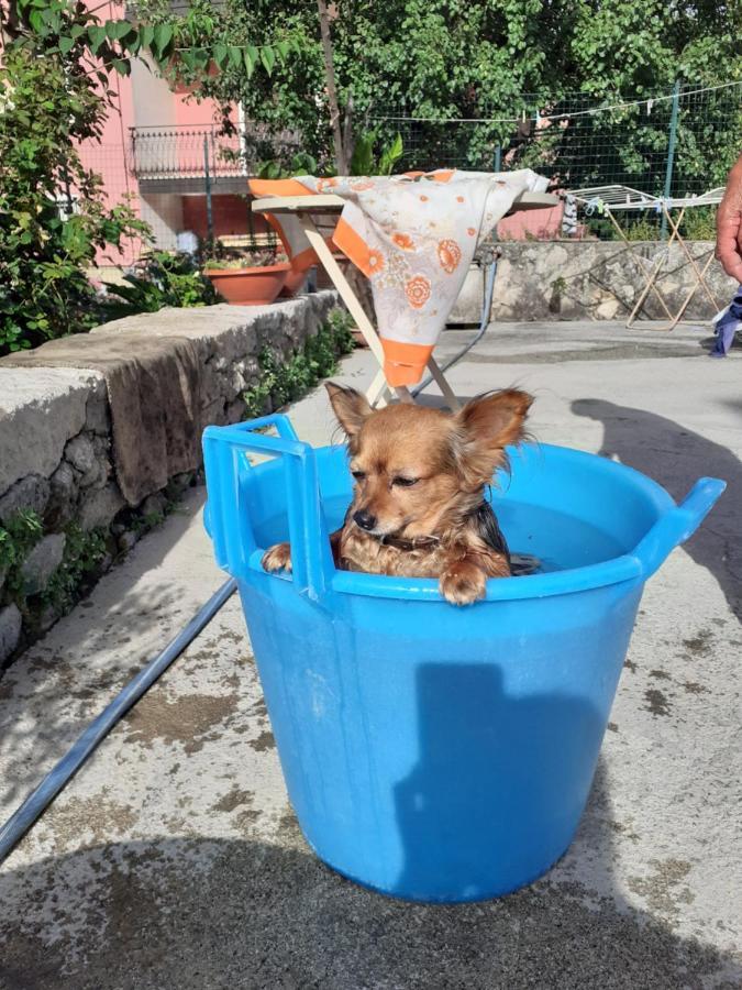 Casa Vacanza Zia Ersilia Rotondi المظهر الخارجي الصورة