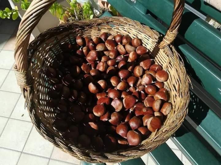 Casa Vacanza Zia Ersilia Rotondi المظهر الخارجي الصورة