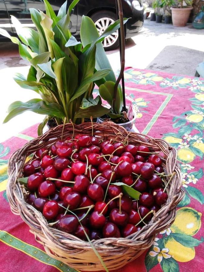 Casa Vacanza Zia Ersilia Rotondi المظهر الخارجي الصورة